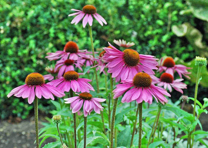 Coneflower