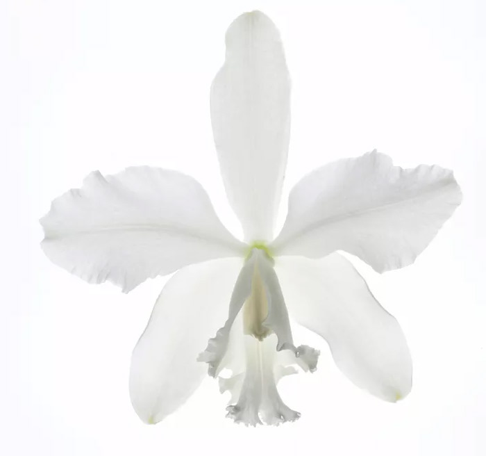 Orchidee Flower 