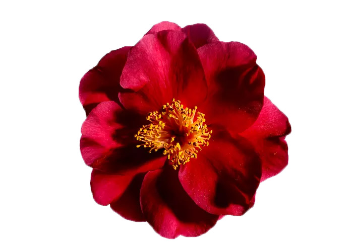 Red Camelia 