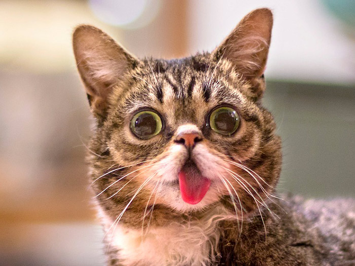 International Cat Day world's most famous cats Special Madame Figaro