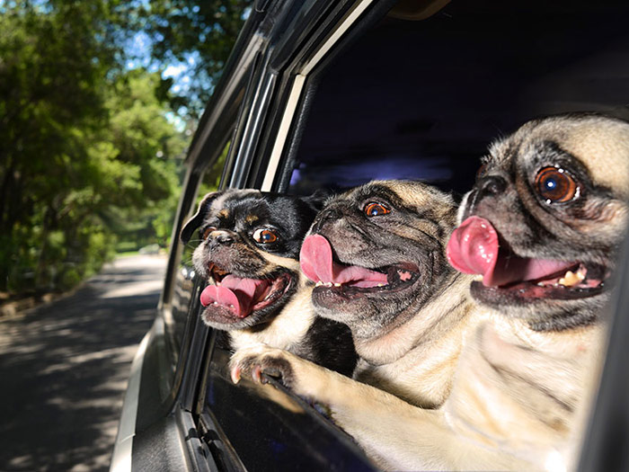 This Taxi Company is Perfect for Pet Lovers