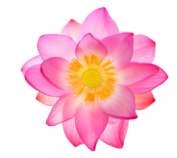 Lotus Flower