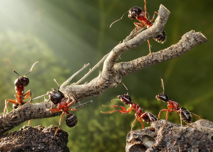 رؤية النمل في المنام للعزباء